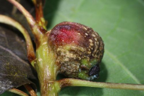 Réf. 259 860 : Pemphigus immunis